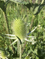 Image of cutleaf teasel