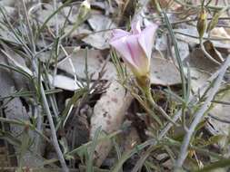 Image de Convolvulus erubescens Sims