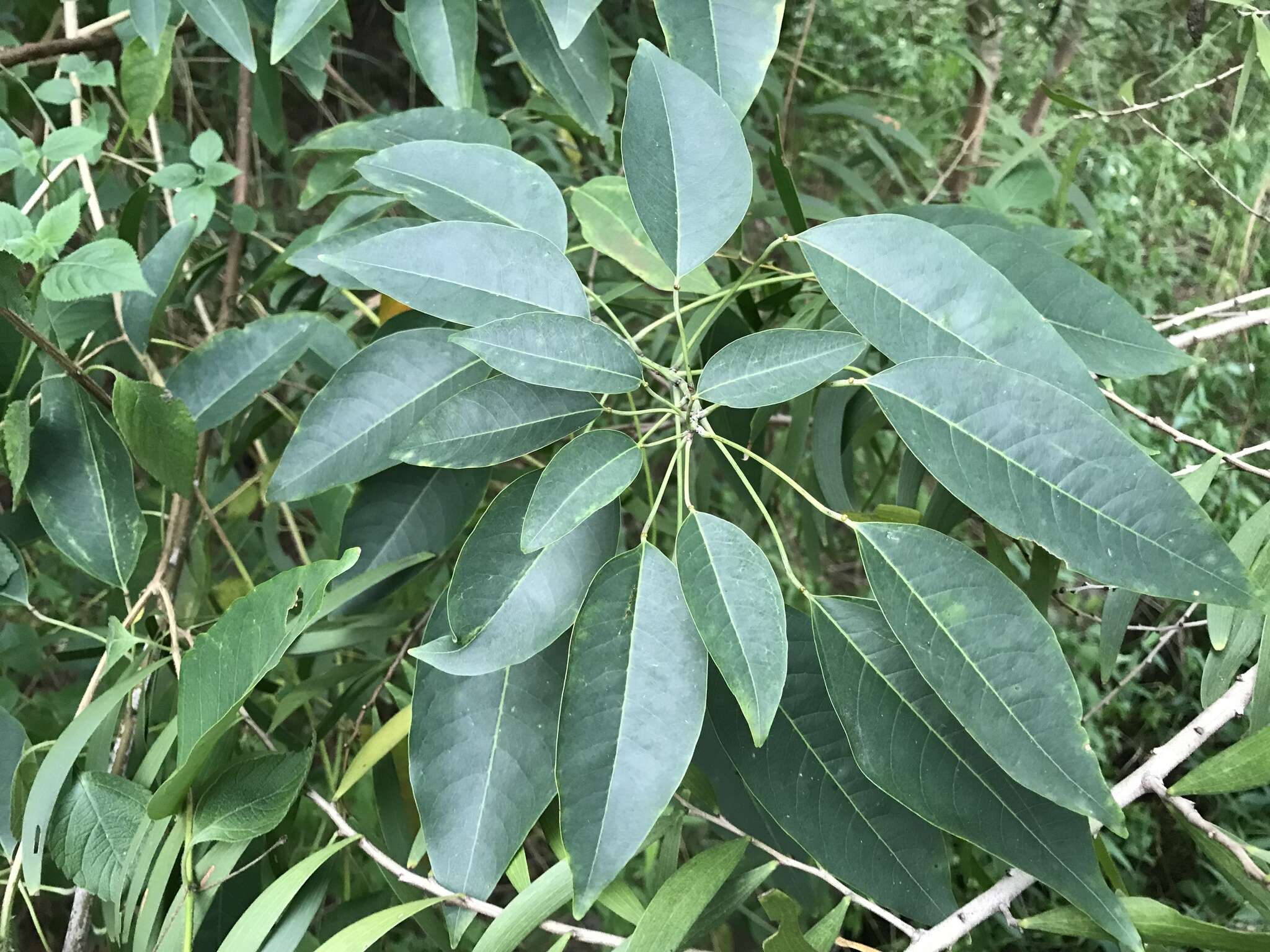 Image of Triadica cochinchinensis Lour.