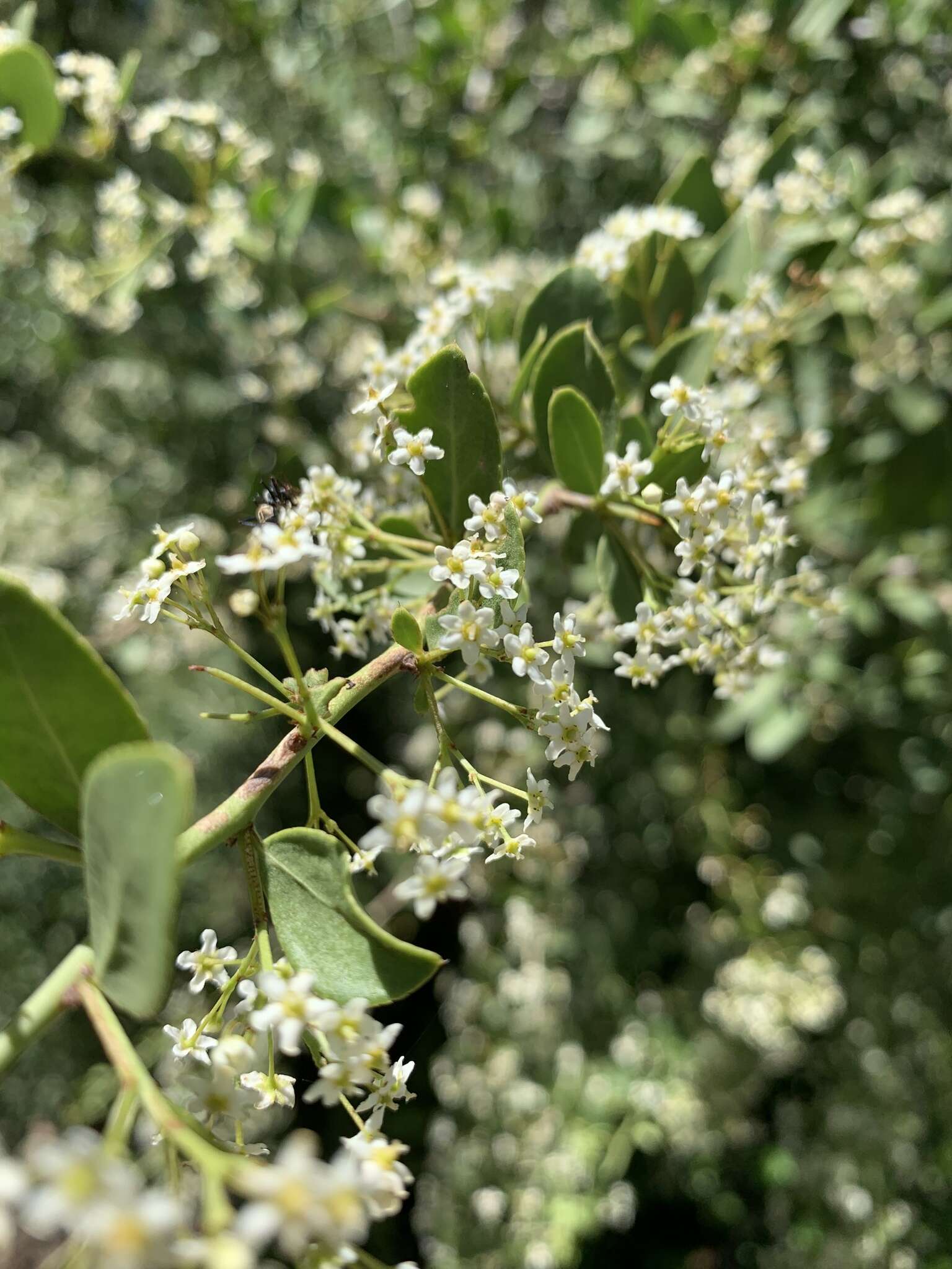 Слика од Gymnosporia maranguensis (Loes.) Loes.