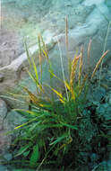 Elymus sajanensis (Nevski) Tzvelev的圖片