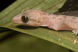 Imagem de Cyrtodactylus miriensis