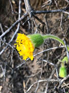 Image of rayless arnica