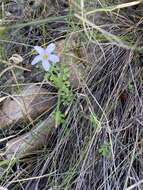 Sivun Oxalis ebracteata Savign. kuva