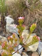 Image of Erica fastigiata var. fastigiata