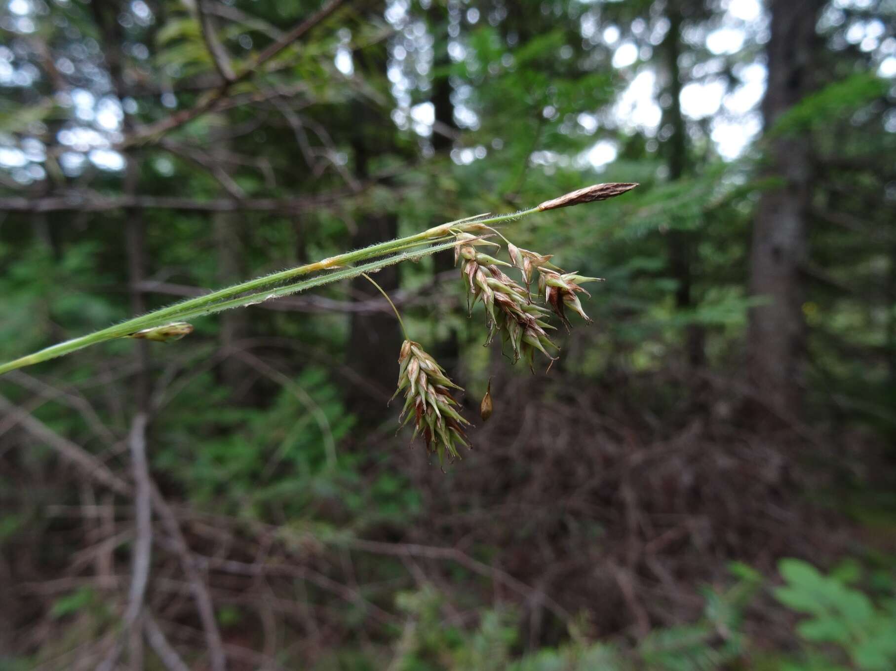 Image of chestnut sedge