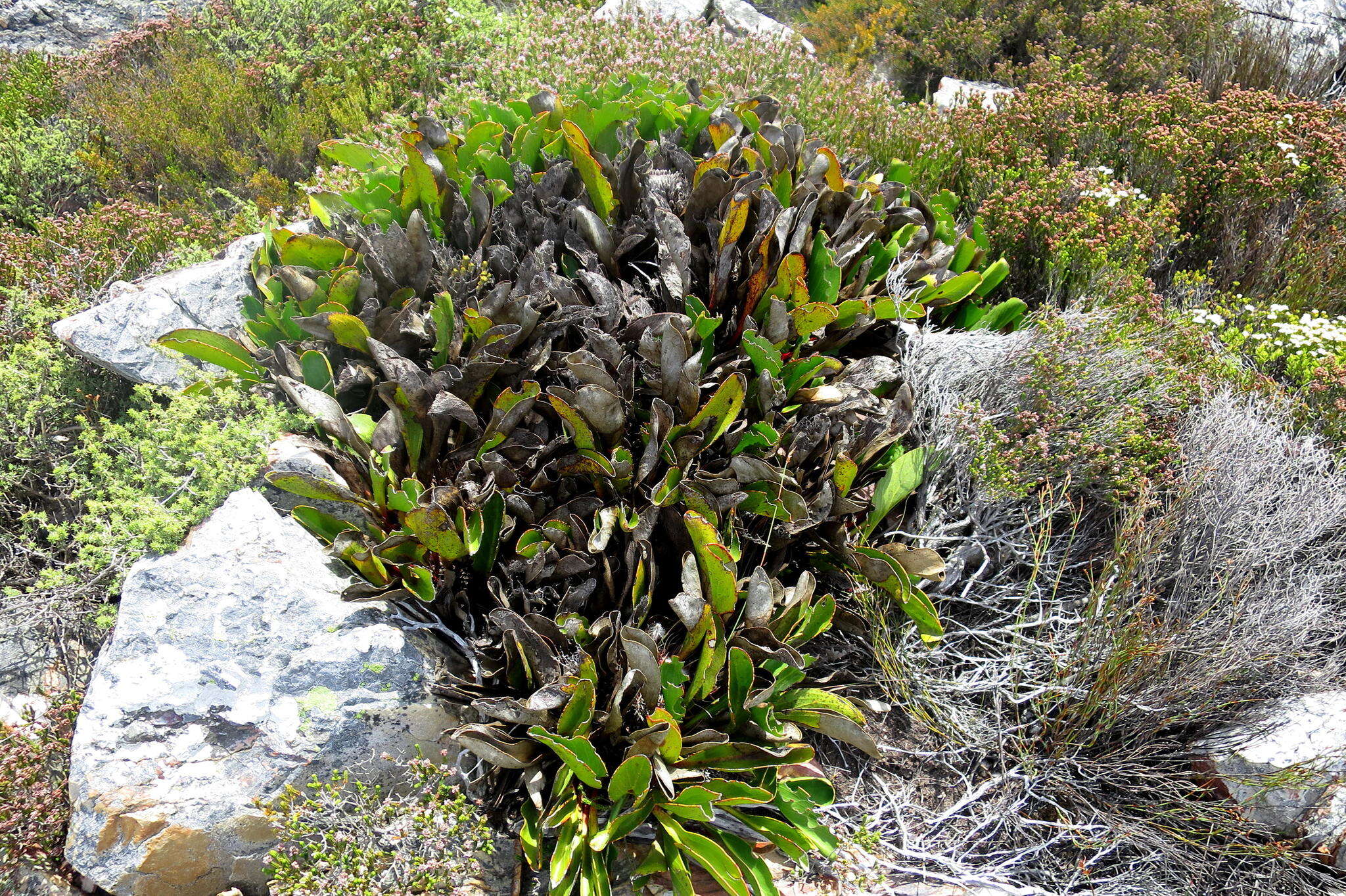 Plancia ëd Protea pruinosa J. P. Rourke