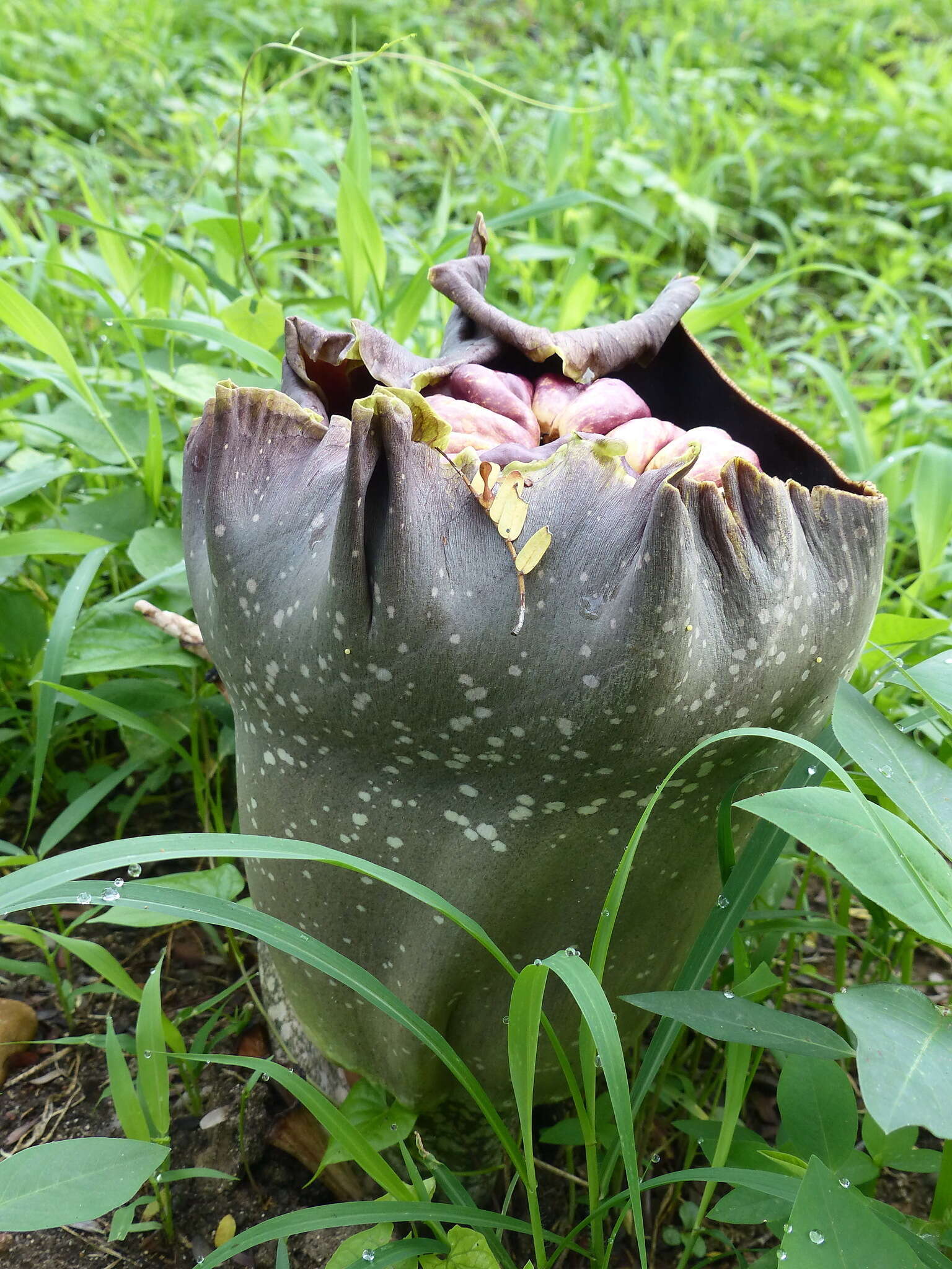 Image of Elephant foot yam