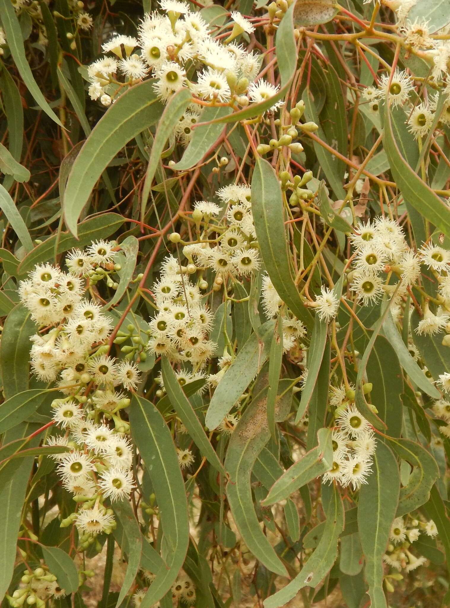 Image of Pink Gum