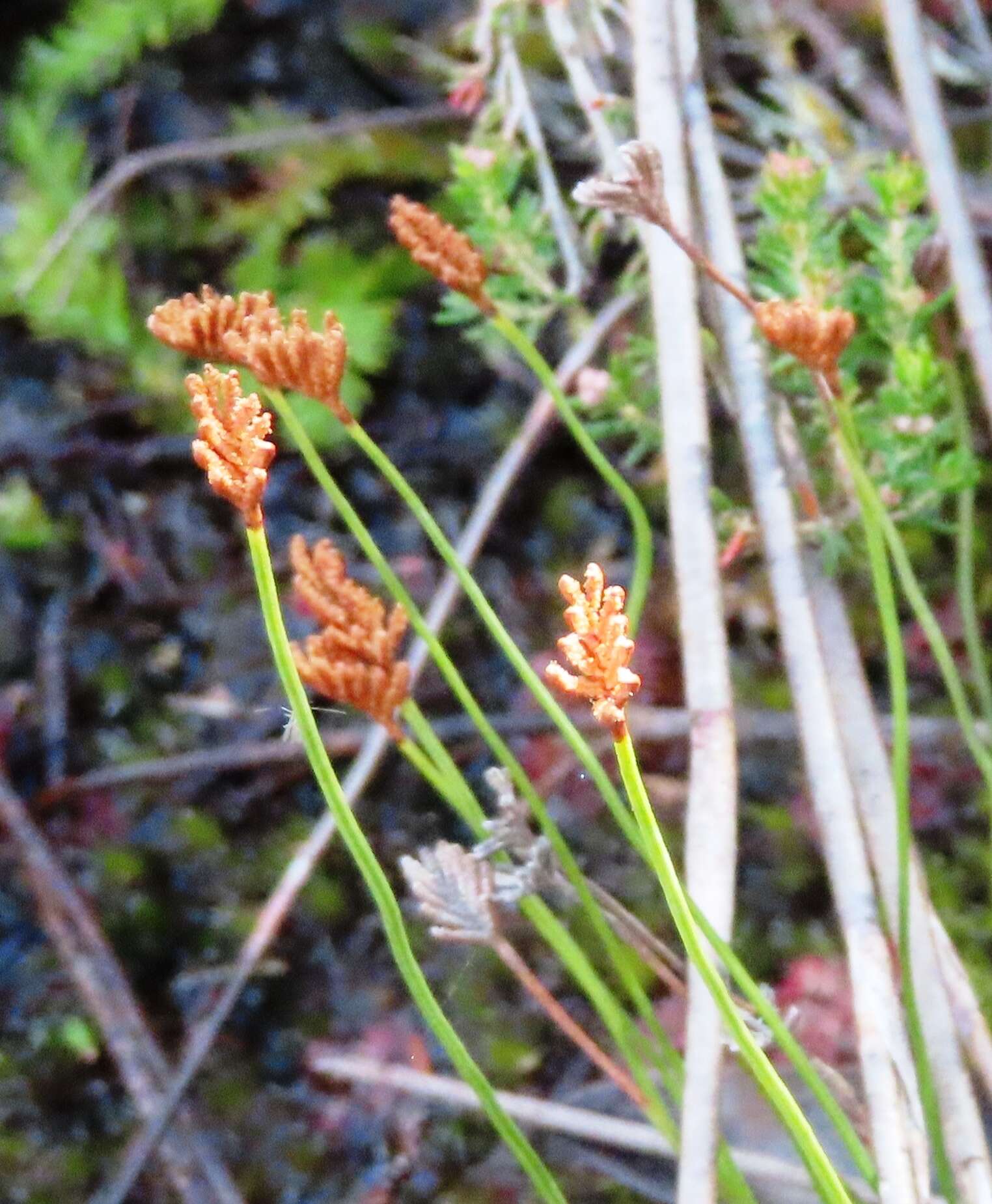 Imagem de Schizaea tenella Kaulf.