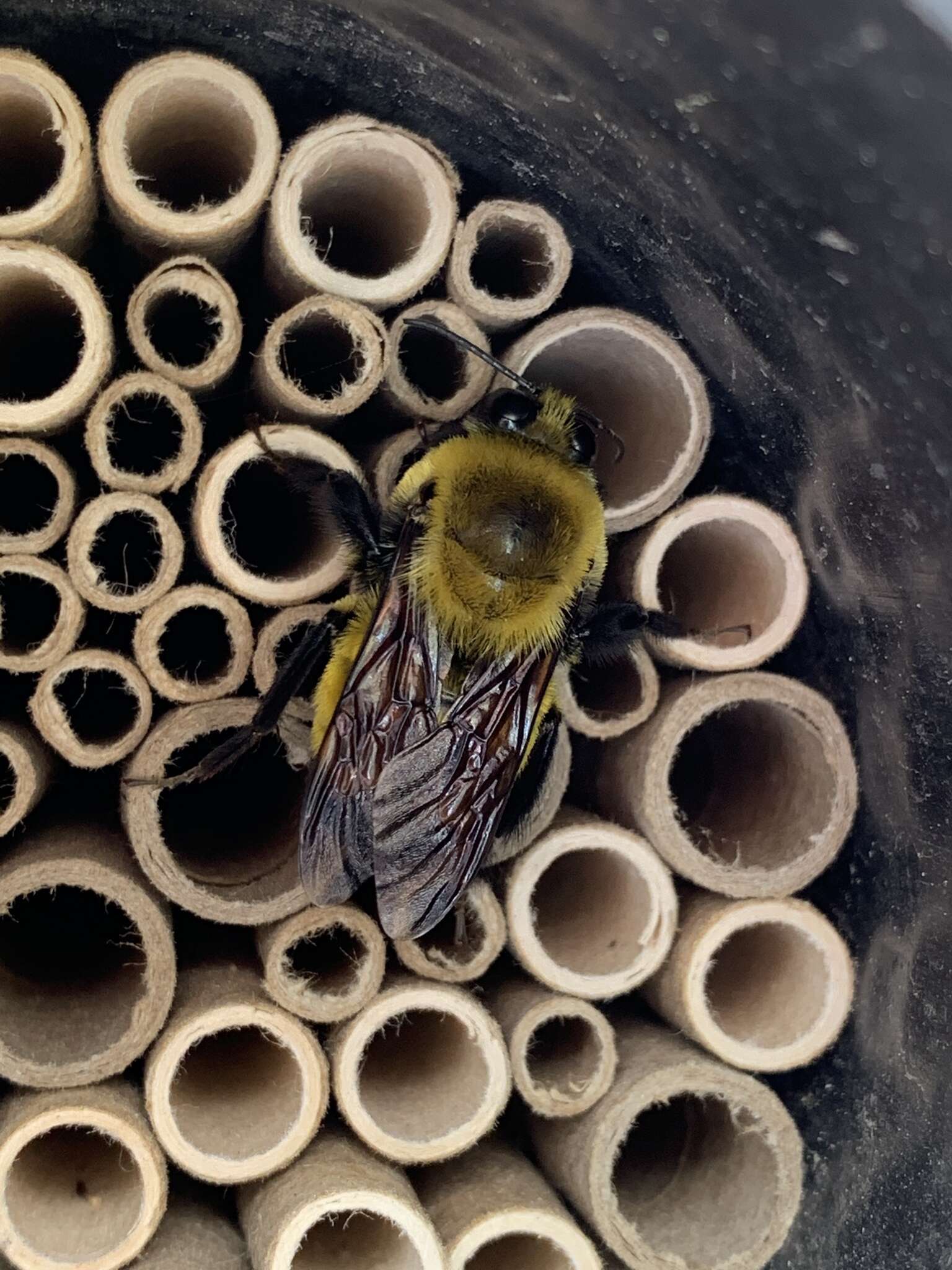 Image de Bombus morrisoni Cresson 1879