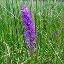 Image of Dactylorhiza aschersoniana (Hausskn.) Borsos & Soó