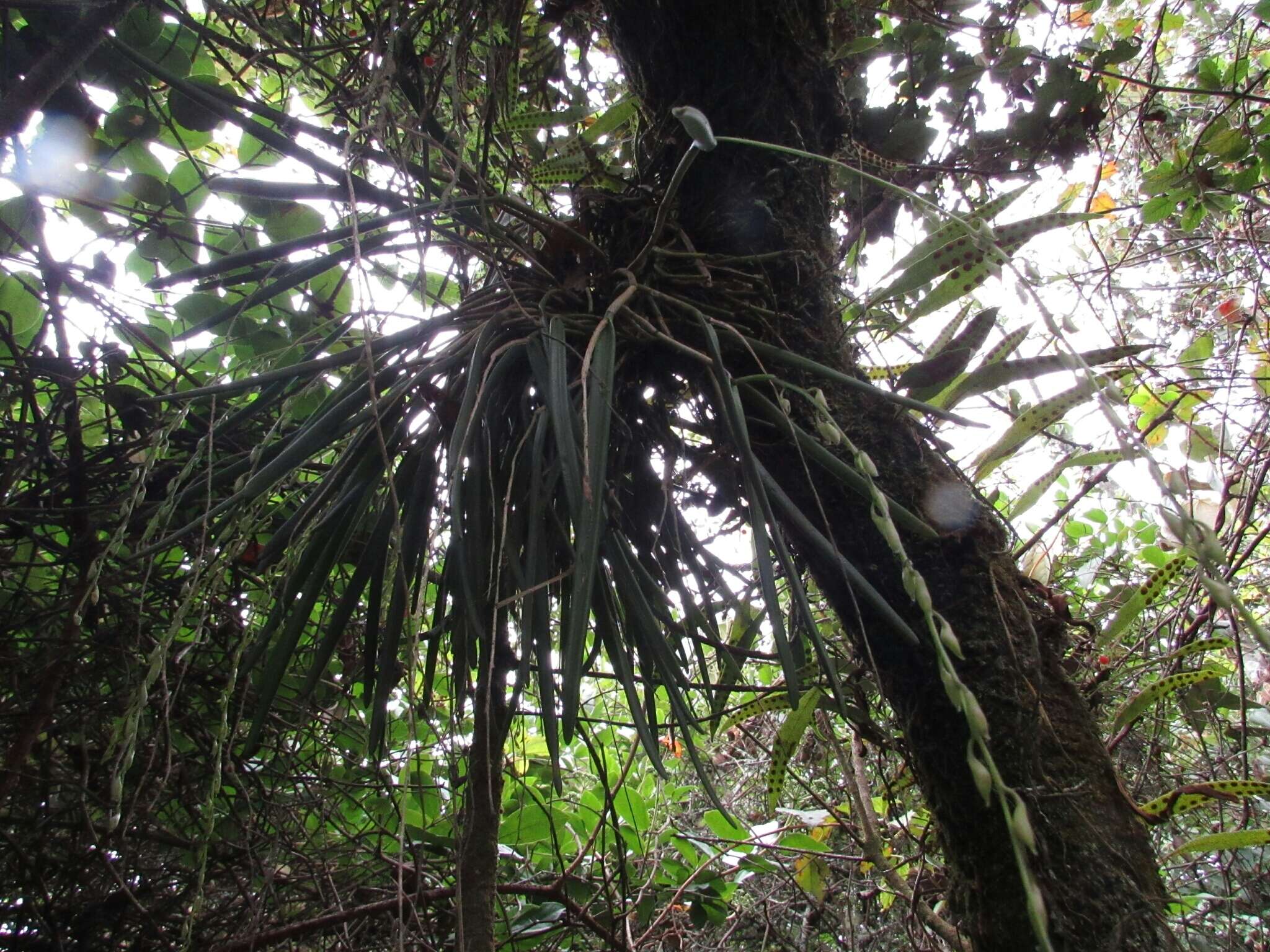 Image of Epidendrum moritzii Rchb. fil.