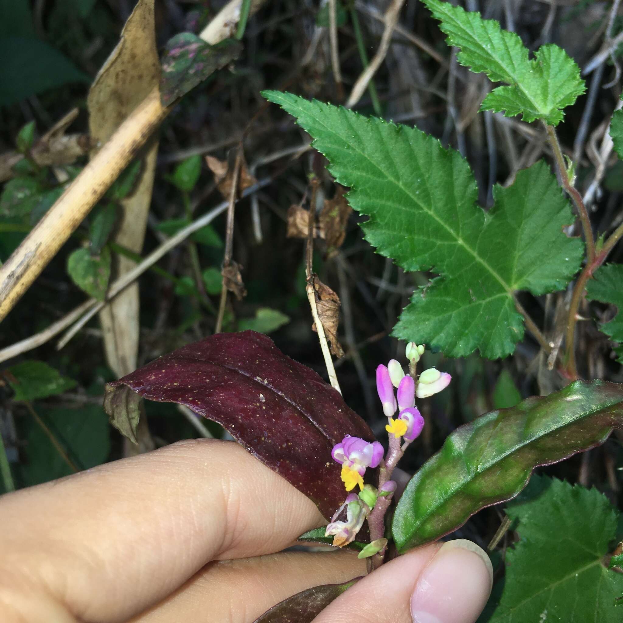 Image of Polygala arcuata Hayata