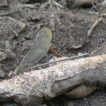 Image of Glistening Demoiselle