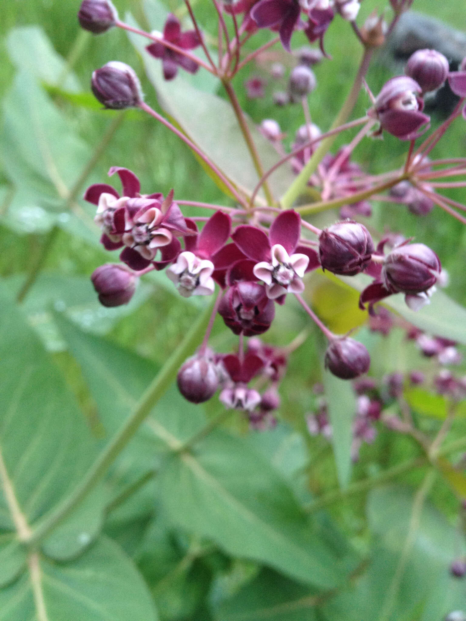 Imagem de Asclepias cordifolia (Benth.) Jepson