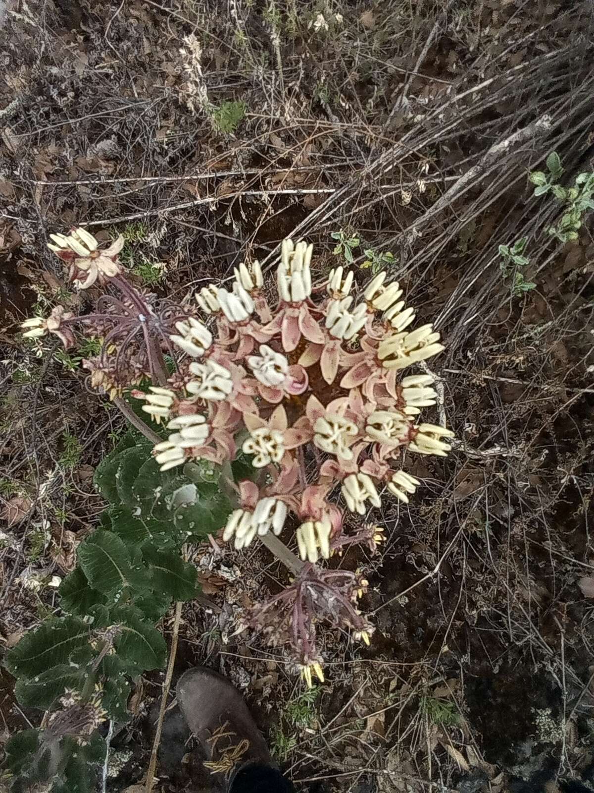 Image of Asclepias otarioides E. Fourn.