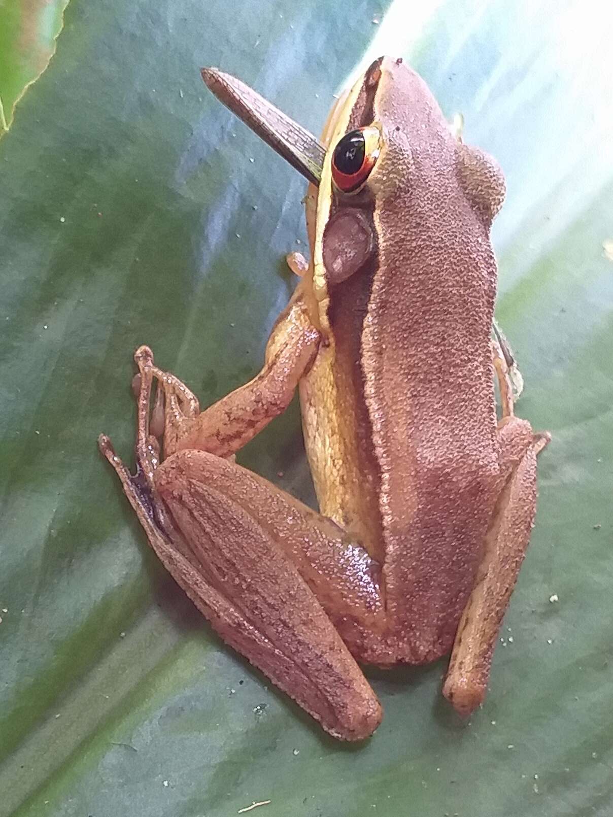 Image of Indosylvirana doni (Biju, Garg, Mahony, Wijayathilaka, Senevirathne & Meegaskumbura 2014)