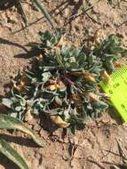 Image of wheelscale saltbush