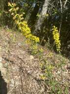 Image of showy goldenrod