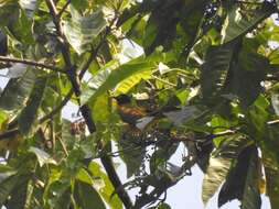 Image of Flame-throated Bulbul