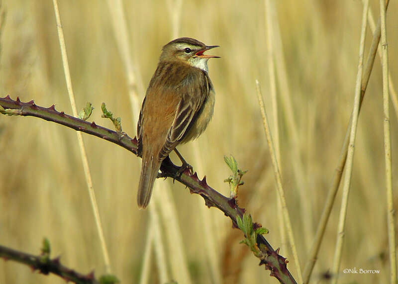 Image of Sedge Warbler