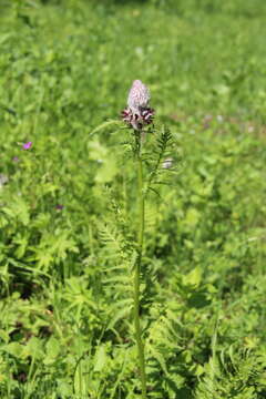 Imagem de Pedicularis atropurpurea Nordm.