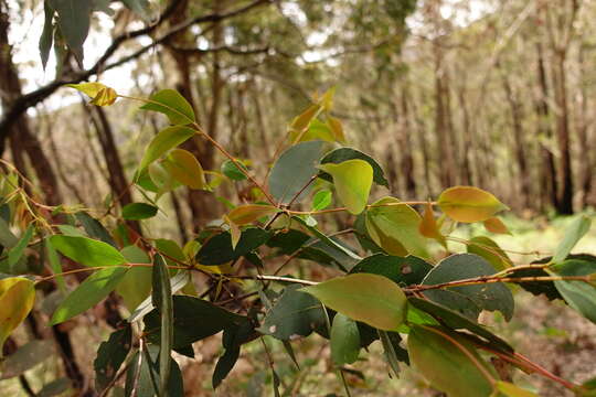 Image of broadleaf peppermint gum