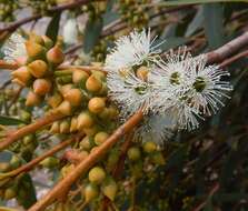 Image of Coastal White Mallee