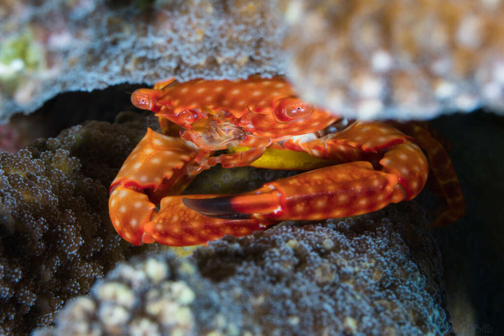 Image of yellow-spotted guard crab
