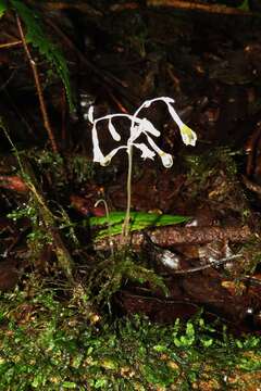 Imagem de Gymnosiphon suaveolens (H. Karst.) Urb.