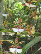 Image of Mr. Stamford’s Epidendrum