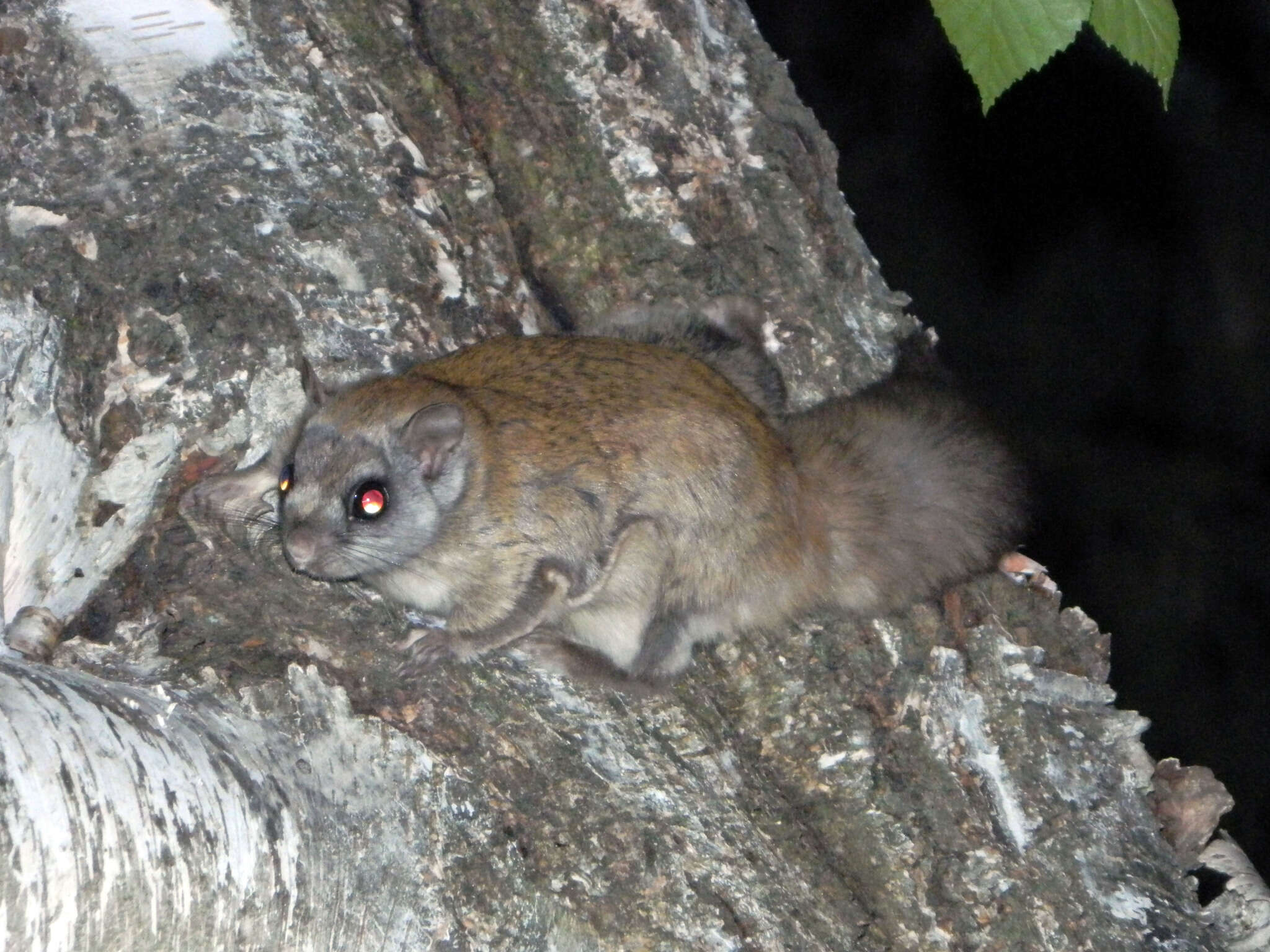 Image of American Flying Squirrels