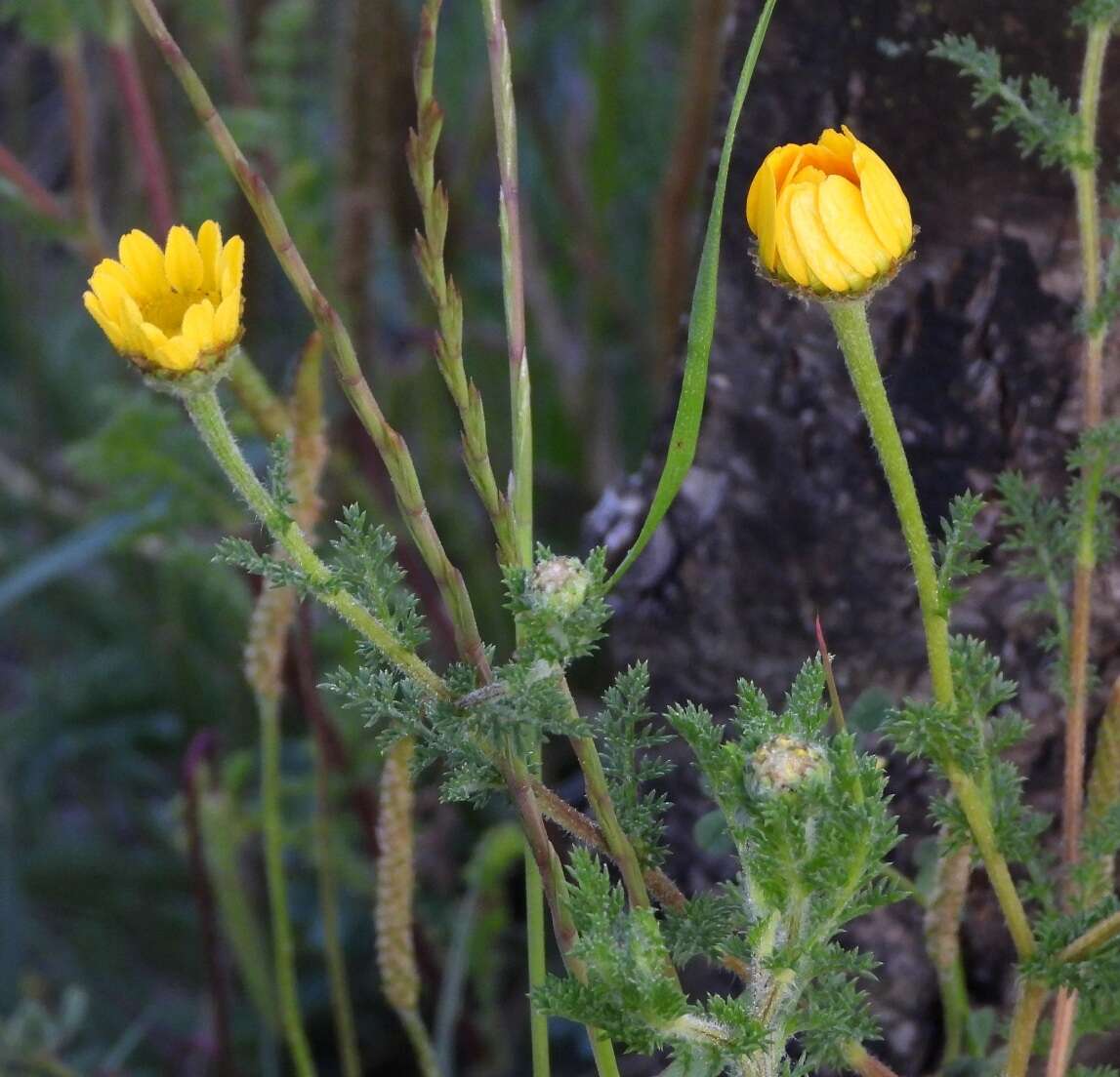 Image of Anacyclus radiatus Loisel.