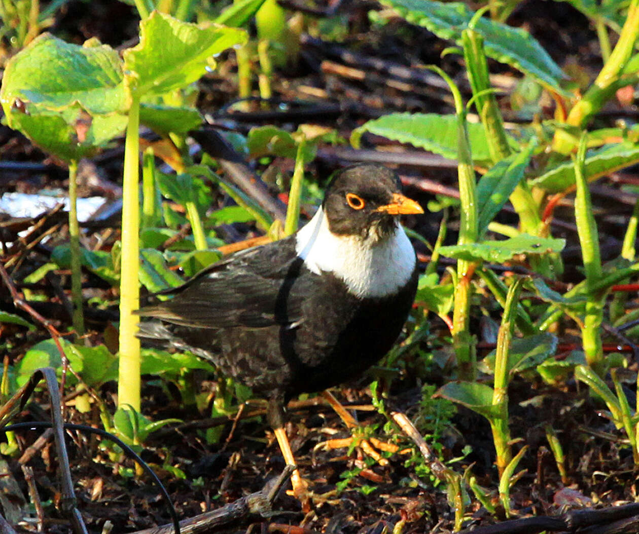 Image of White-collared Blackbird