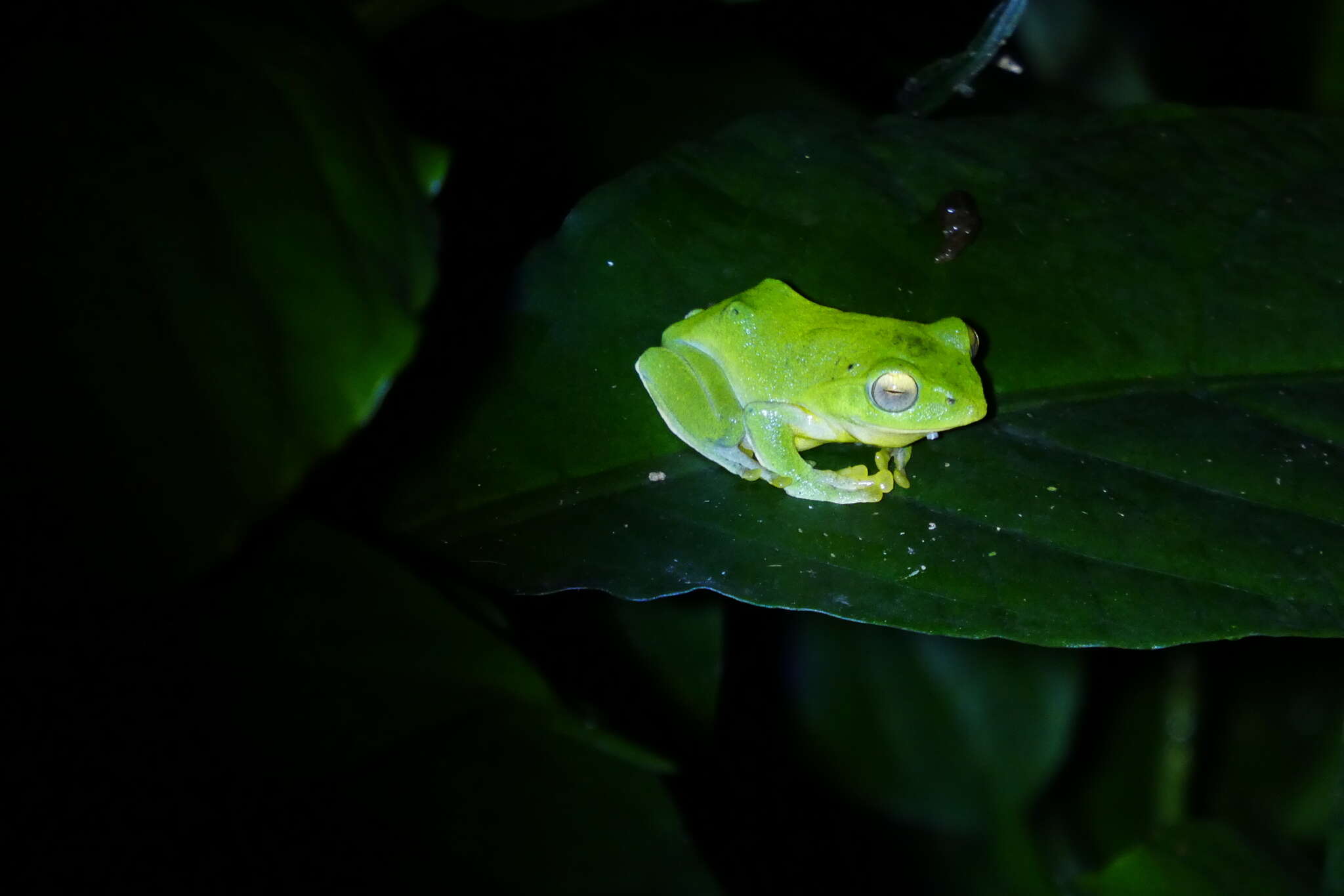 Image of Taipei tree frog