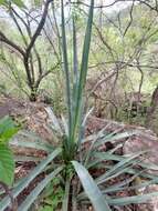 Слика од Agave stringens Trel.