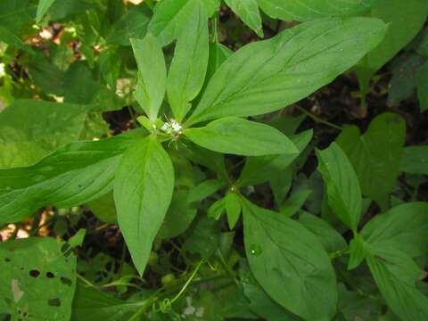 Image of Smooth False Buttonweed