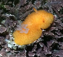 Image of Orange-peel doris