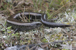 Image of Celestus haetianus (Cochran 1927)