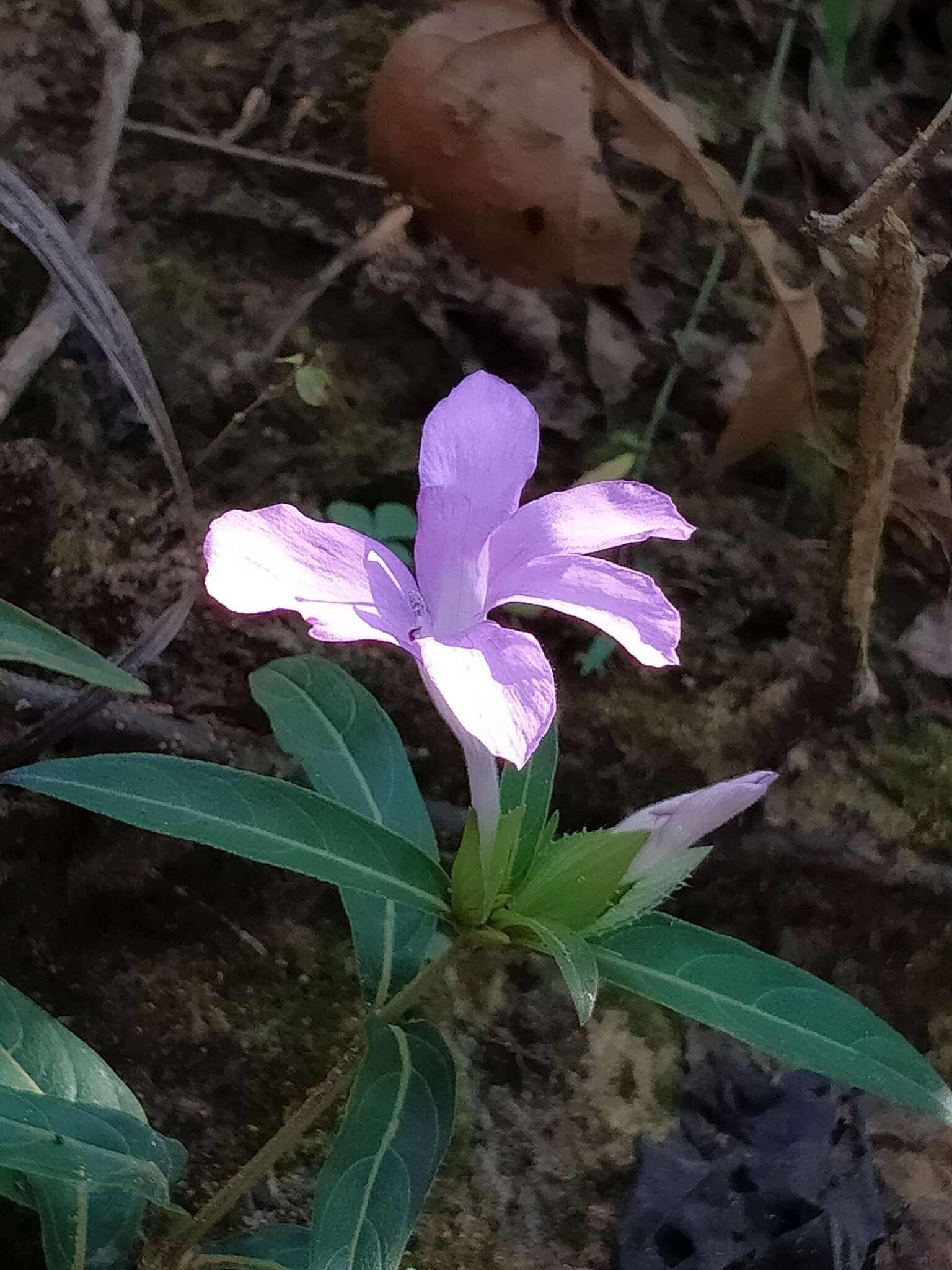 Image of crested Philippine violet