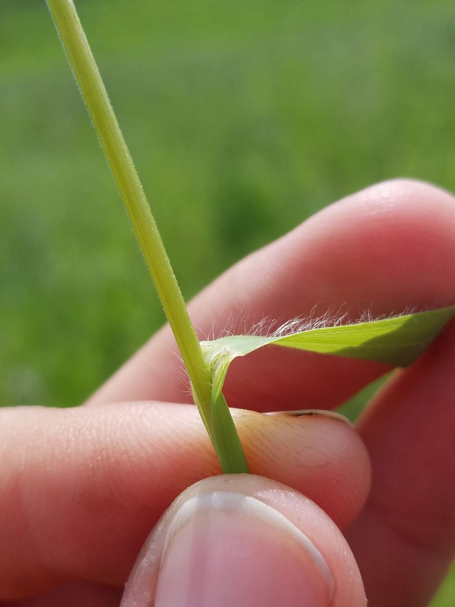 Image of arctic brome