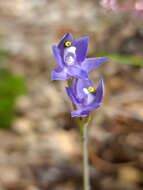 صورة Thelymitra graminea Lindl.