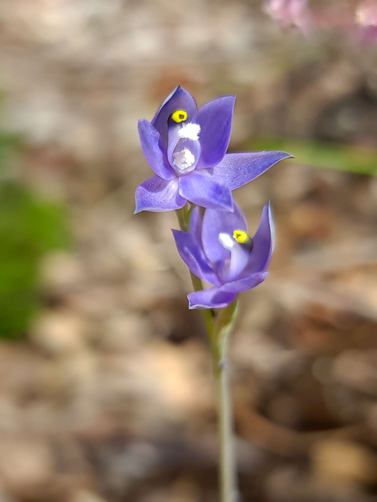 صورة Thelymitra graminea Lindl.