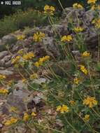 Image of Phlomis chrysophylla Boiss.