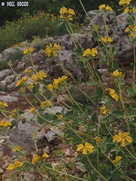 Image of Phlomis chrysophylla Boiss.