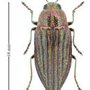 Image of Buprestis sulcicollis (Le Conte 1860)