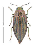 Image of Buprestis sulcicollis (Le Conte 1860)