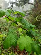 Imagem de Ribes sanguineum var. glutinosum (Benth.) Loud.