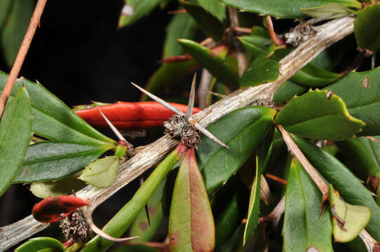 Image of Berberis alpicola C. K. Schneid.